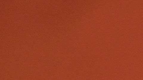 Los cachorros desfilaron cargados por sus entrenadoras.