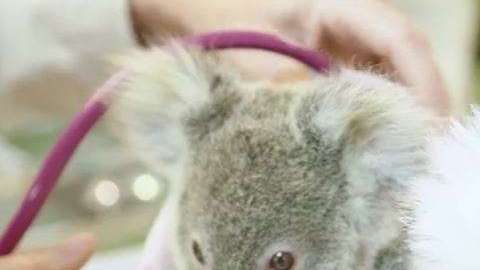 koala bebe