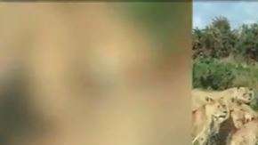 Las leonas atacaron por comida.