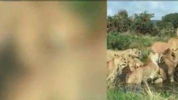 Las leonas atacaron por comida.