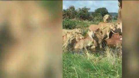 Las leonas atacaron por comida.