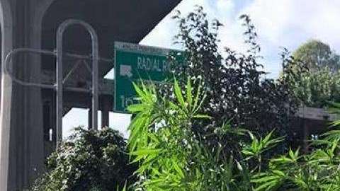 Aseguran marihuana en pleno camellón