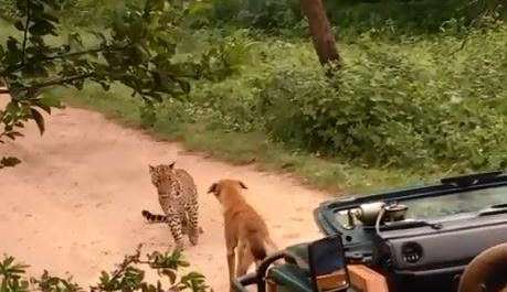 El perro demostró ser muy valiente.