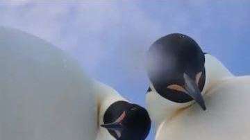 Los pingüinos parecían mirar fijamente a la cámara.