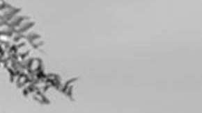 "Roma", la película de Alfonso Cuarón