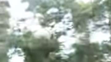 Un perro huye por toda la ciudad de Nueva York.