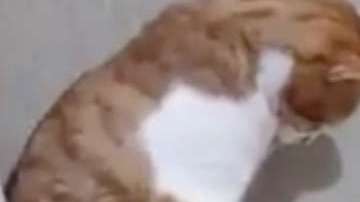 Un gato observando a su dueño fallecido.