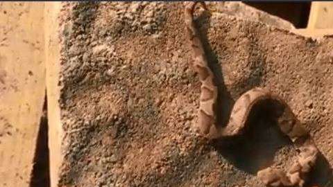 Se aprecian claramente las dos cabezas del reptil.