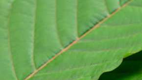 El kratom no está regulado.