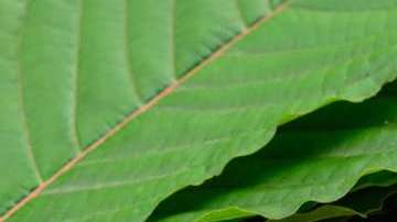 El kratom no está regulado.