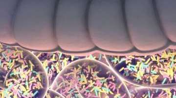 Las bacterias en el intestino no son tan malas como piensas.