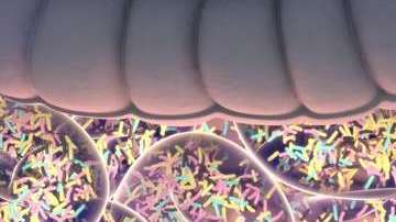 Las bacterias en el intestino no son tan malas como piensas.