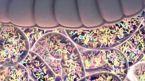 Las bacterias en el intestino no son tan malas como piensas.