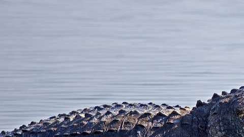 El reptil jaló a la mujer junto con su hijo a lo más profundo del lago.