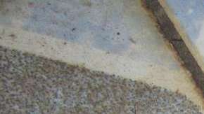 Las arañas estaban por todos lados.