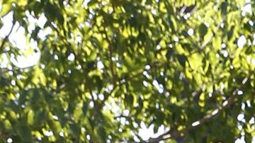 09/13/18/LOS ANGELES/ The Coalition for the Canonization of Monsignor Oscar A. Romero, announces during a press conference at MacArthur Park, a series of events to celebrate the canonization and Martyrdom of Romero and the release of a documentary focused on Romero, ``El Desagravio.'' Plaza Monsignor Romero at MacArthur Park. (Aurelia Ventura/ La Opinion)