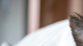 Las pulgas pican al perro infectado y luego pican al individuo, pasándole la infección.