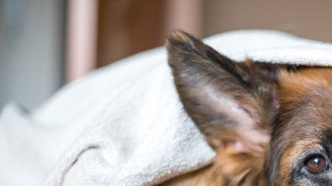 Las pulgas pican al perro infectado y luego pican al individuo, pasándole la infección.