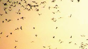 La colonia urbana de murciélagos más grande del mundo vive debajo el puente de la Avenida del Congreso, en Austin, de marzo a octubre.