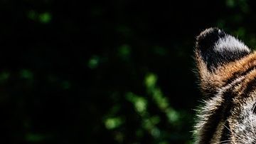 La misma fragancia de Calvin Klein ya fue usada para atrapar dos tigres en India.