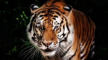 La misma fragancia de Calvin Klein ya fue usada para atrapar dos tigres en India.