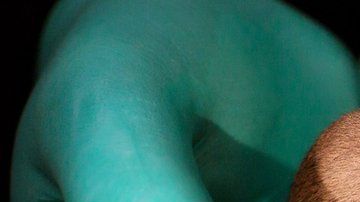 Este ratón adulto tiene dos madres y fue capaz de reproducirse y tener sus propias crías.