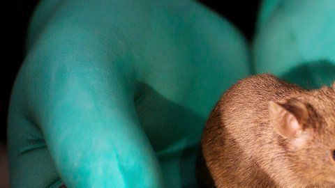 Este ratón adulto tiene dos madres y fue capaz de reproducirse y tener sus propias crías.