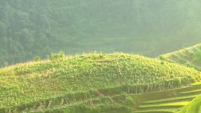 El arroz es la base de la dieta diaria de cerca de 3.500 millones de personas.