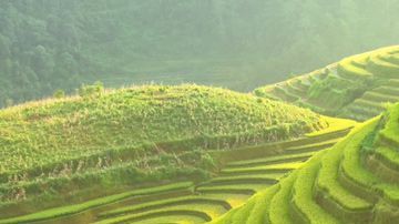 El arroz es la base de la dieta diaria de cerca de 3.500 millones de personas.