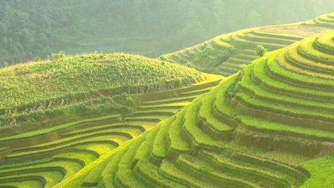 El arroz es la base de la dieta diaria de cerca de 3.500 millones de personas.