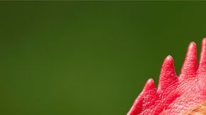 ¿No es necesario ya matar al pollo para comer pechuga?