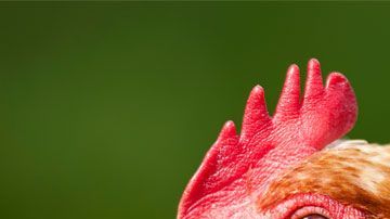 ¿No es necesario ya matar al pollo para comer pechuga?