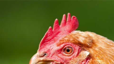 ¿No es necesario ya matar al pollo para comer pechuga?