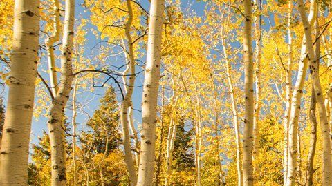 Los álamos pueden vivir entre 100 y 130 años.