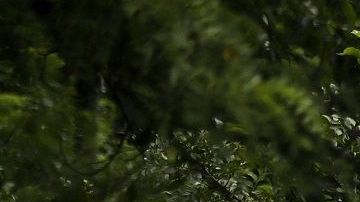 La caravana migrante continúa su camino hacia EEUU.