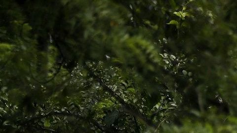 La caravana migrante continúa su camino hacia EEUU.