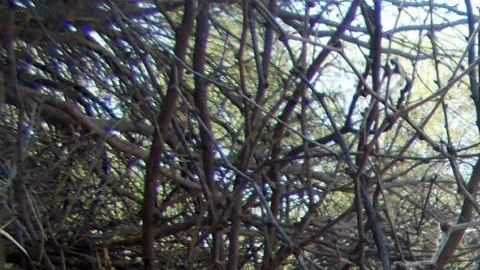 El auto accidentado. EFE