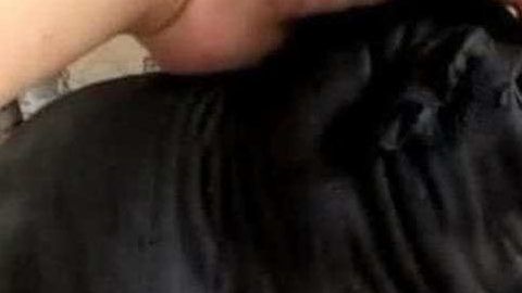 En efecto, el animal no tiene forma de perro.