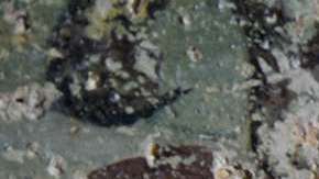 Dos cortadores de piedras en un fresco hallado en Beit Ras.