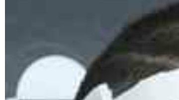 Bad Bunny y el gobernador de Puerto Rico, Ricardo Rosselló.