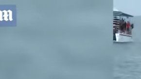 La ballena aterrorizó a quienes la vieron muy de cerca.