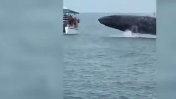 La ballena aterrorizó a quienes la vieron muy de cerca.