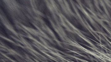 "Missy" sabe cuando algo no está bien con su dueña.