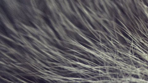 "Missy" sabe cuando algo no está bien con su dueña.