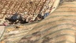 Las piezas estaban podridas.