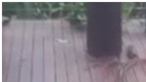 La pitón mordió al bebé en su brazo.