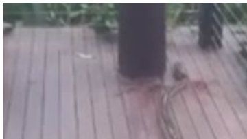 La pitón mordió al bebé en su brazo.