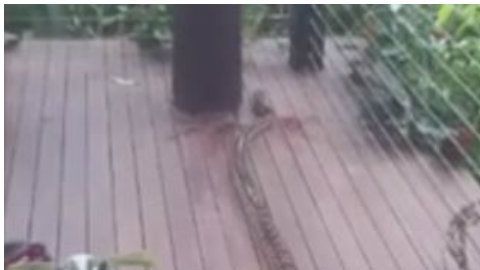 La pitón mordió al bebé en su brazo.