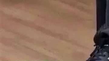 El periodista brasileño Rodrigo Genta pisó la camiseta de Boca en TV.