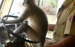 Un mono toma el volante de un autobús.